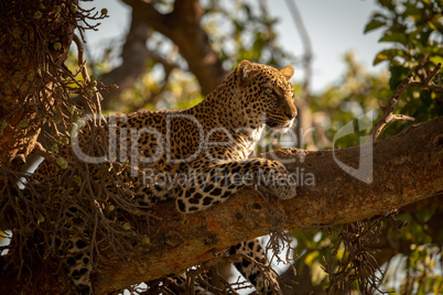Leopard lying on branch of fig tree