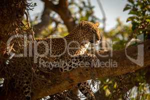 Leopard lying on branch of fig tree