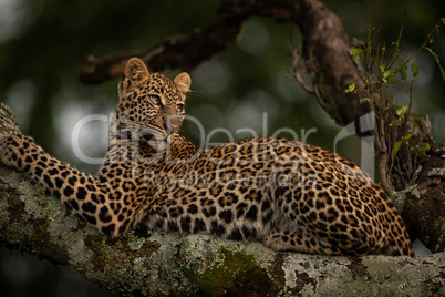 Leopard lying on lichen-covered branch looks back