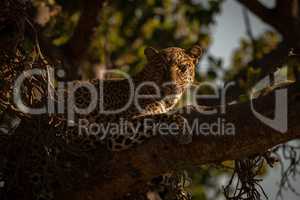 Leopard lying with catchlight in fig tree