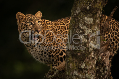 Leopard opens mouth on branch looking up