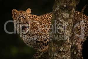 Leopard opens mouth on branch looking up