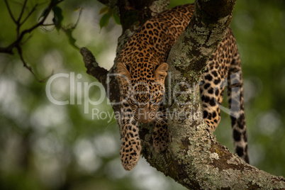 Leopard prepares to jump from lichen-covered branch