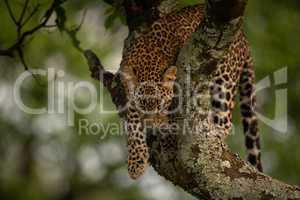 Leopard prepares to jump from lichen-covered branch