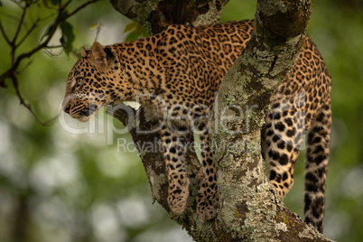 Leopard ready to jump from lichen-covered branch