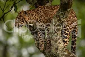 Leopard ready to jump from lichen-covered branch