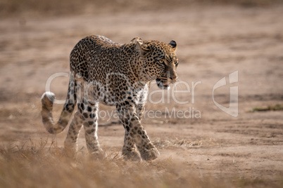 Leopard seen through grass walking in sunshine