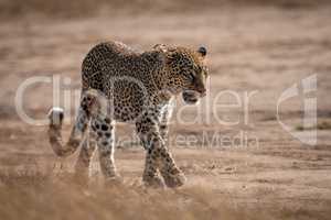 Leopard seen through grass walking in sunshine