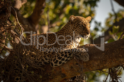 Leopard lying with head up on branch