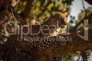 Leopard lying with head up on branch