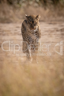 Leopard seen through grass walking towards camera