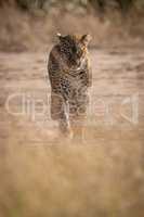 Leopard seen through grass walking towards camera