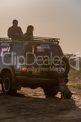 Leopard sits behind truck watched by photographers