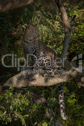 Leopard sits in dappled sunshine on branch