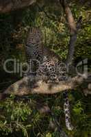 Leopard sits in dappled sunshine on branch