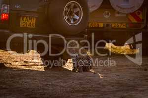 Leopard sits in dirt behind two trucks