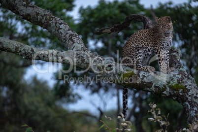 Leopard sits looking down from lichen-covered branch