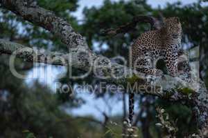 Leopard sits looking down from lichen-covered branch