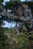Leopard sits looking down from lichen-covered tree
