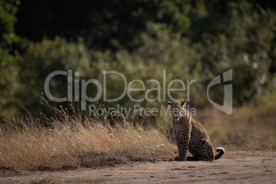 Leopard sits near long grass facing camera