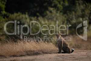 Leopard sits near long grass facing camera