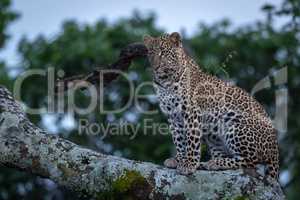 Leopard sits on branch covered in lichen
