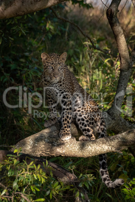 Leopard sits on branch in dappled sunshine