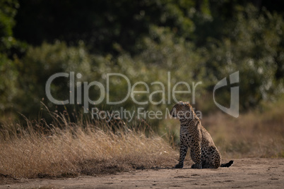 Leopard sits on sandy ground looking left