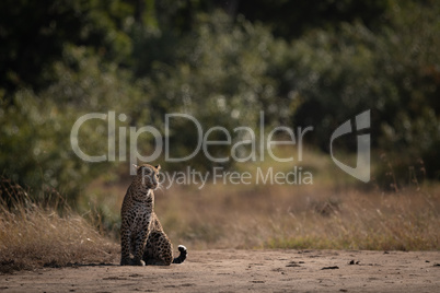 Leopard sits on sandy ground looking right