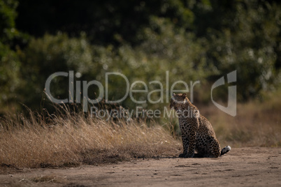 Leopard sits yawning on ground near trees