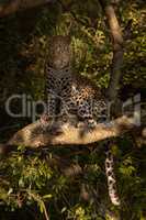 Leopard sitting in dappled sunshine on branch