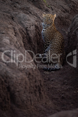 Leopard sitting in earth ditch facing camera