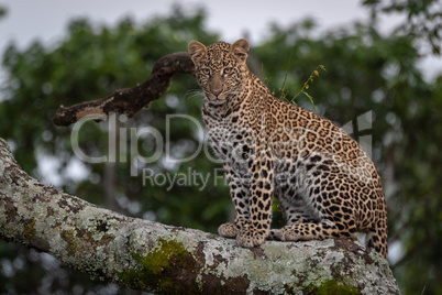 Leopard sitting on branch covered in lichen