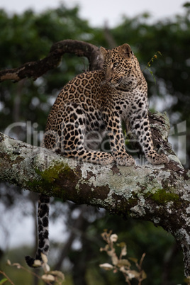 Leopard sitting on branch covered with lichen