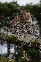 Leopard sitting on branch covered with lichen