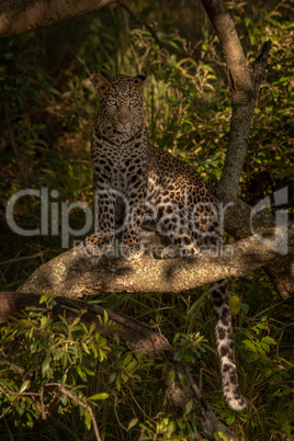 Leopard sitting on branch in dappled sunshine