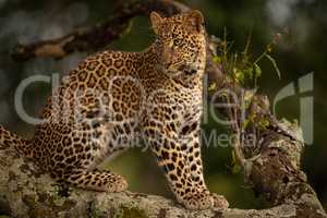 Leopard sitting on lichen-covered branch looking back