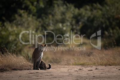 Leopard sitting on sandy ground looking back