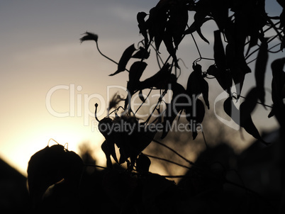 Clematis at sunset