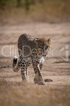 Leopard seen through grass walking toward camera