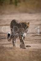 Leopard seen through grass walking toward camera
