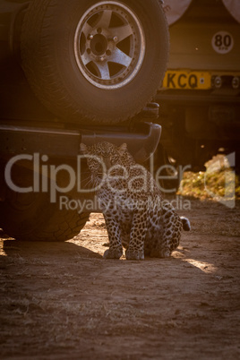 Leopard sits in shadow of two trucks
