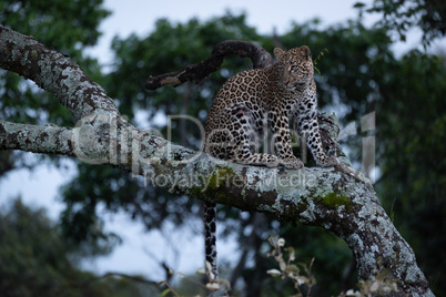 Leopard sits on branch covered with lichen