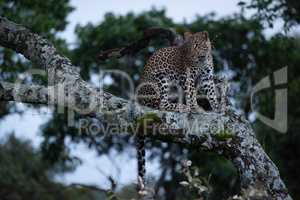 Leopard sits on branch covered with lichen