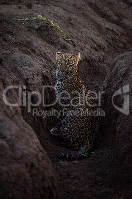 Leopard sitting in earth ditch faces camera