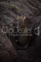 Leopard sitting in earth ditch faces camera