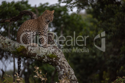 Leopard sitting on lichen-covered branch looks down