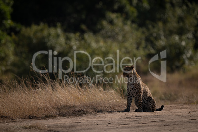 Leopard sitting on sandy ground looking left