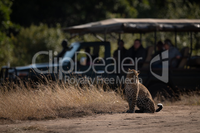 Leopard sitting watched by photographers in truck