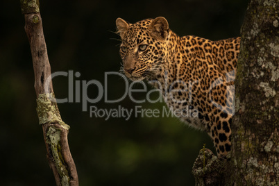 Leopard standing in tree stares between branches